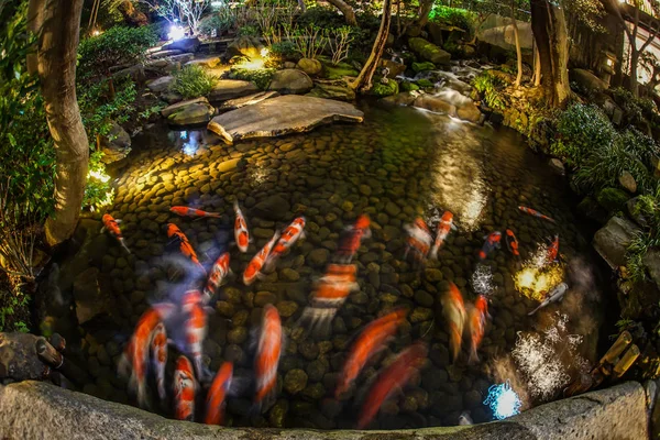 Afbeelding Van Karper Zwemmen Een Japanse Tuin — Stockfoto