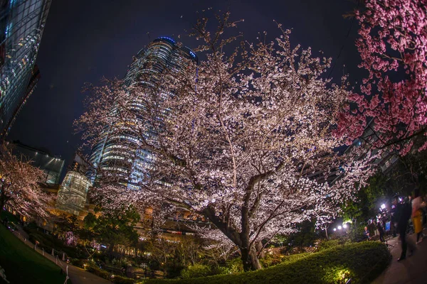 Kirschblüten Bei Nacht Und Ropongi Hügel Mori Garten — Stockfoto