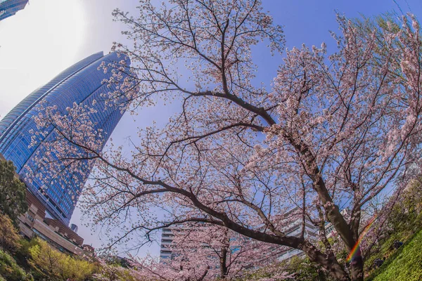 桜と六本木ヒルズの満開 — ストック写真