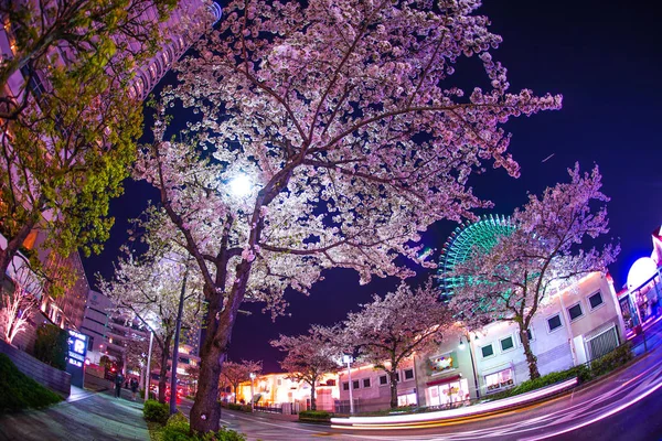 Cherry Blossoms Cosmo Clock — ストック写真