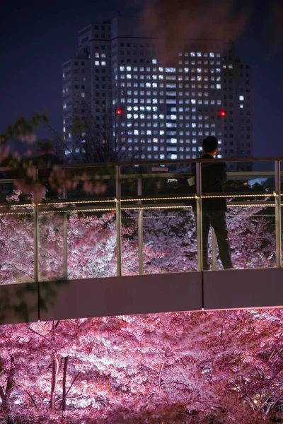 Gente Admira Las Flores Cerezo Tokyo Midtown — Foto de Stock