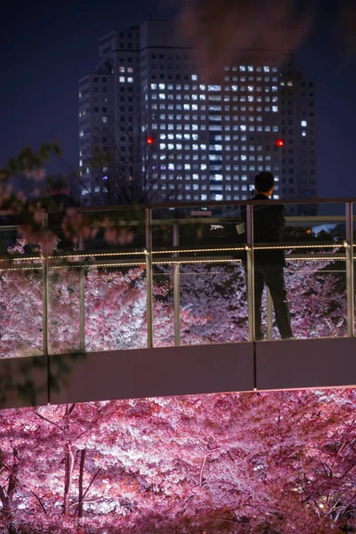 People Admire Cherry Blossoms Tokyo Midtown — Stock Photo, Image