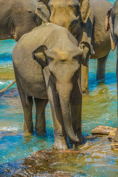 Elefantenwaisenhaus Sri Lanka Pinnawara — Stockfoto