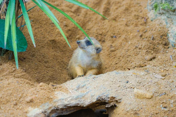 Cute Meerkat Image — 스톡 사진