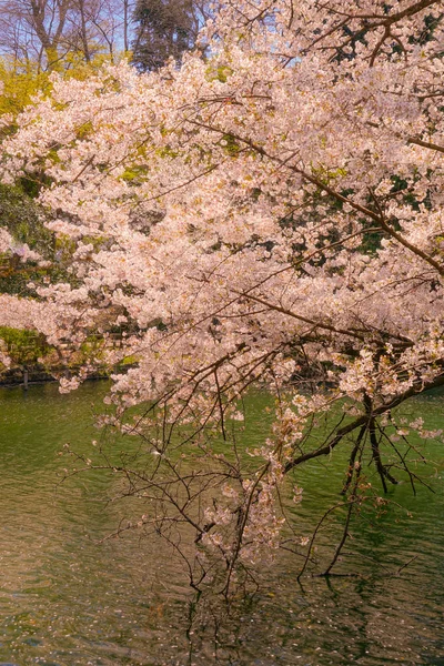 Wiśnia Pełnym Rozkwicie Inokashira Park — Zdjęcie stockowe