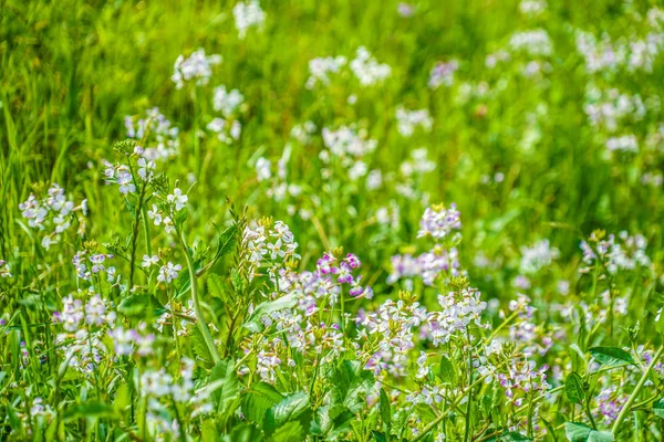 Nehir yatağındaki Futakotamagawa 'da çobanların çantası çiçek açıyor.