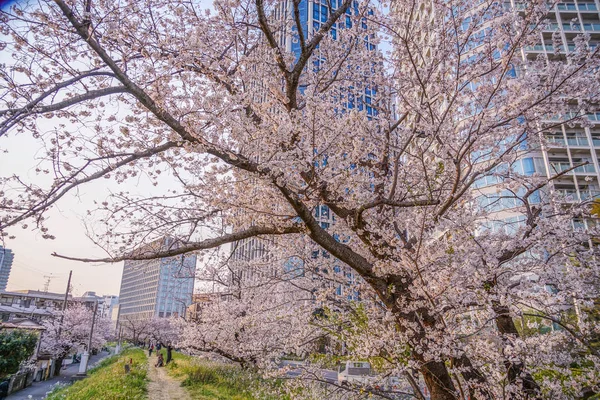 満開の桜と二子玉川ビル群 — ストック写真