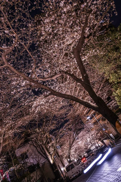 Roppongi Chome Del Túnel Cereza — Foto de Stock