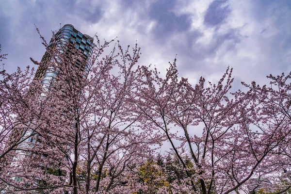 Himmel Und Ropongi Voller Blüte Kirsche Bewölkt — Stockfoto