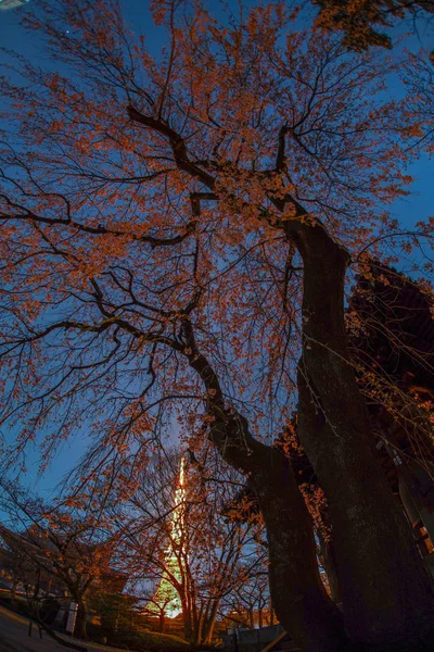 Ein Besuch Kirschblüten Bei Nacht Und Tokyo Turm Zojoji Tempel — Stockfoto