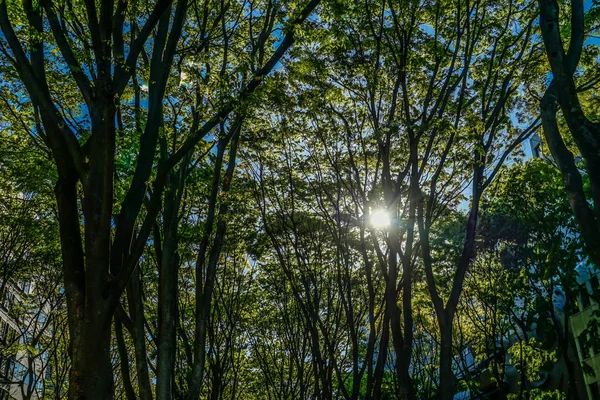 센다이 미야기현의 나무가 늘어서 — 스톡 사진