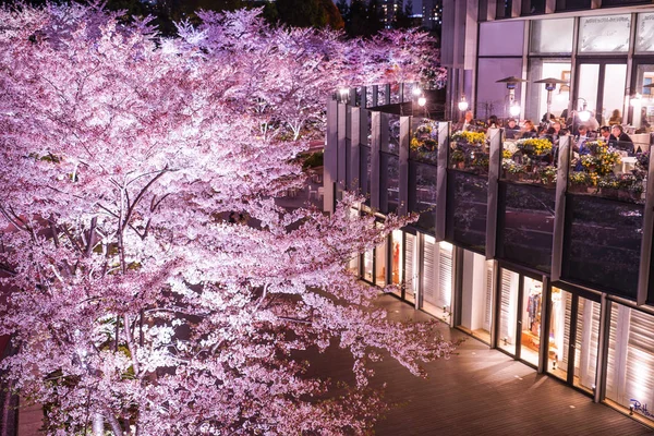Tokyo Midtown Sakura Pełny Kwiat — Zdjęcie stockowe