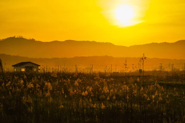 Japonská Pampas Tráva Pole Slunce Dům — Stock fotografie