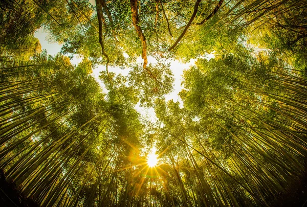 Sun Bamboo Grove Sunset — Stock Photo, Image