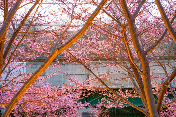 Sakura Kawazu Miurakaigan — Fotografia de Stock