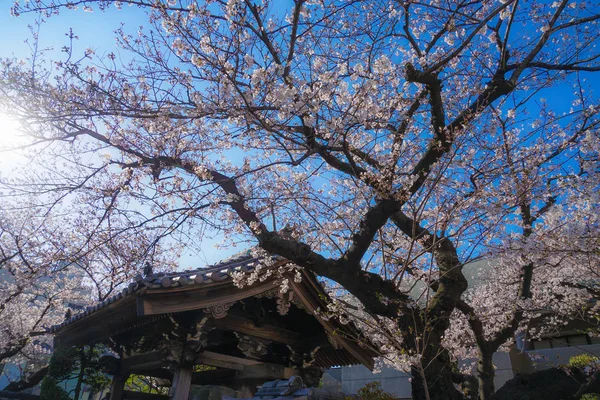 Kiraz Gökyüzü Yokohama Hiroshifukutera Nın Güzel Havası — Stok fotoğraf