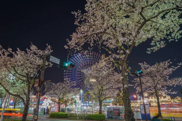 Cosmo Saat Resmi Gece Kiraz Çiçeklerini Görmeye Gidiyorum — Stok fotoğraf