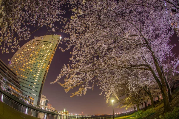 Des Jokohama Minato Mirai Der Nachts Kirschblüten Sieht — Stockfoto