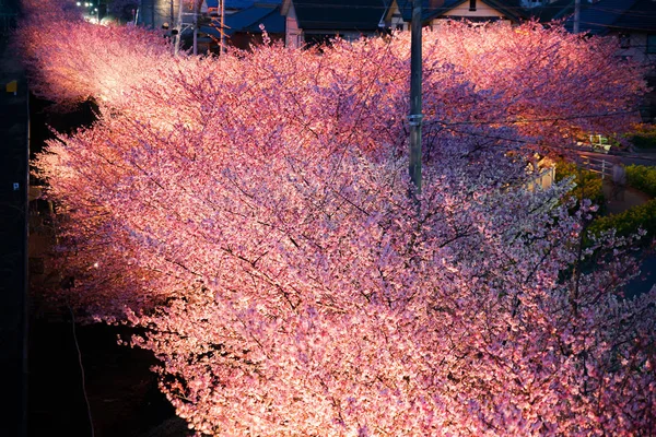 Kawazu樱桃树和Miurakaigan的强奸 — 图库照片