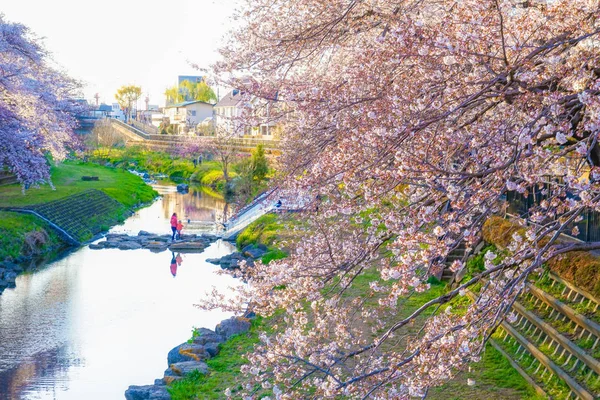 Frühling Nogawa Chofu Tokyo — Stockfoto