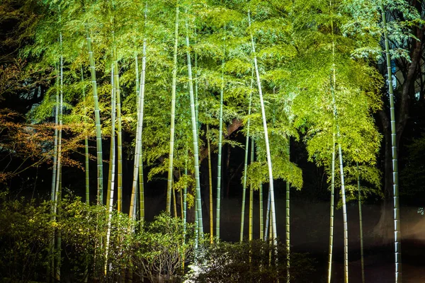 Árvore Bambu Iluminado Rikugien — Fotografia de Stock