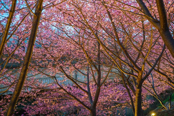 Sakura Kawazu Von Miurakaigan — Stockfoto