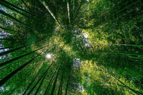 Sluneční Pohled Bambusového Háje — Stock fotografie