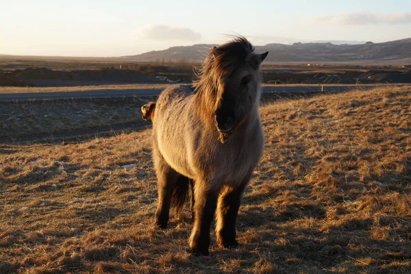 Islande Cheval Prairie Sauvage — Photo