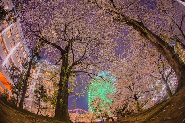 Plena Floración Flores Cerezo Minato Mirai Vista Nocturna — Foto de Stock