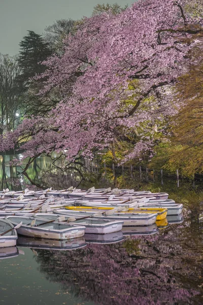 Aller Voir Des Fleurs Cerisier Nuit Bateau Parc Inokashira — Photo