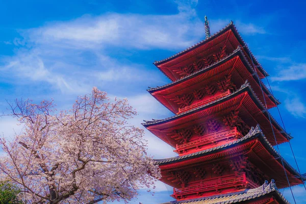 Plný Květ Třešně Pětipatrová Pagoda — Stock fotografie
