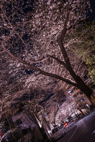 Roppongi Chome Del Túnel Cereza —  Fotos de Stock