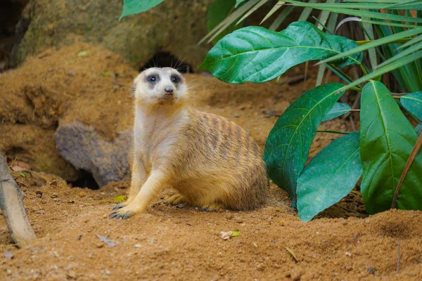 Cute Meerkat Image — 스톡 사진