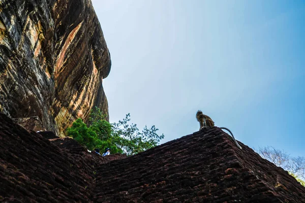 Mono Sri Lanka Sigiriya Rock — Foto de Stock