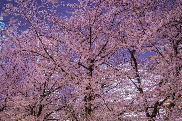 Volle Blüte Der Kirschblüten Und Das Minato Mirai Der Nachtansicht — Stockfoto