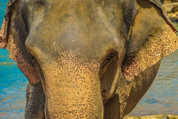 Bild Des Wilden Elefanten Sri Lanka Pinnawara — Stockfoto