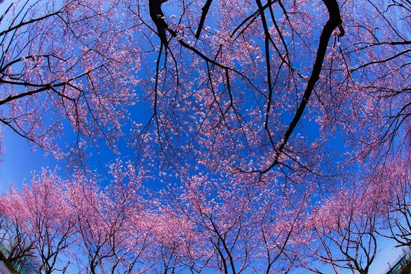 Floração Completa Cerejeira Céu Azul Ensolarado Aeroporto Chofu — Fotografia de Stock