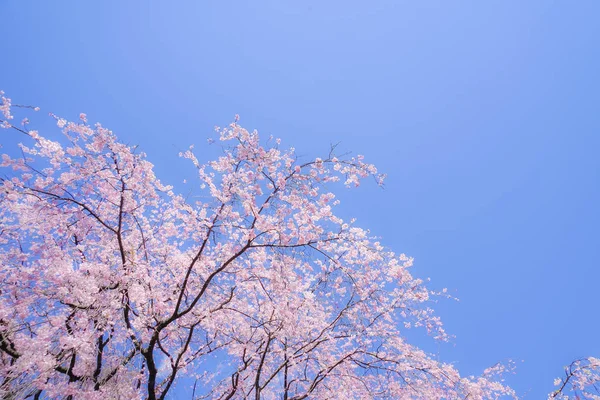 Weeping cherry tree and sunny blue sky