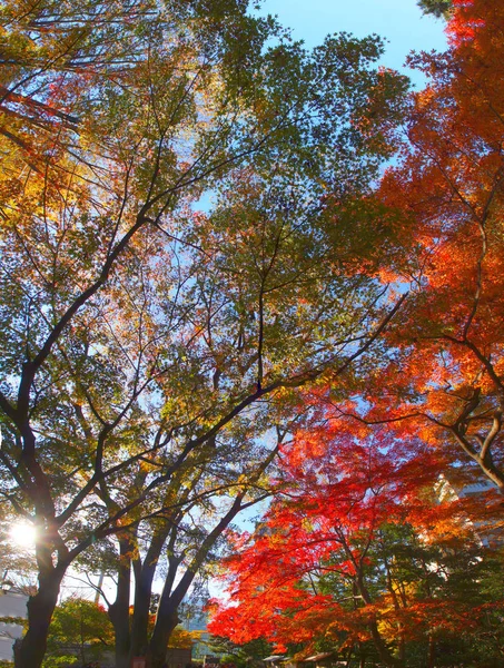 風景背景選択的焦点 — ストック写真