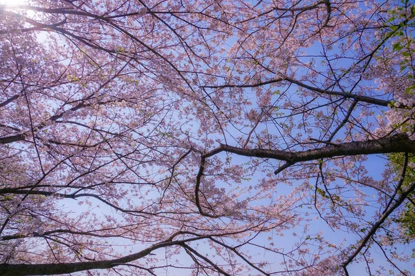 Flor Completa Cerezo Honmoku Cumbre Parque Yokohama —  Fotos de Stock