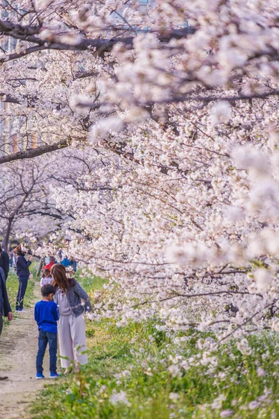 Sakura Und Futakotamagawa Baugruppe Der Vollen Blüte — Stockfoto