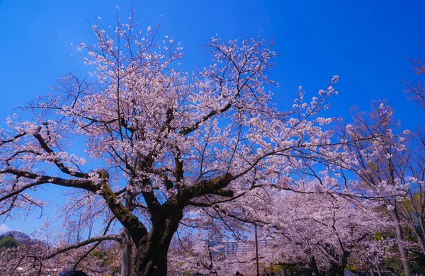 Kersenboom Volle Bloei Van Inokashira Park — Stockfoto