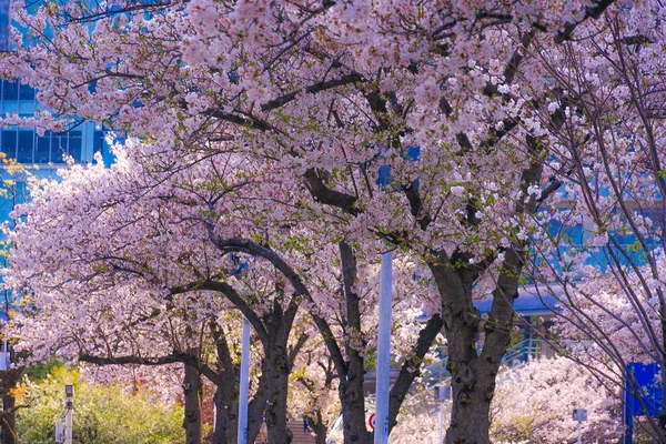 Sakura Yokohama Skyline Piena Fioritura — Foto Stock