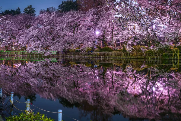 Flores Cerezo Del Parque Inokashira Parque Inokashira —  Fotos de Stock