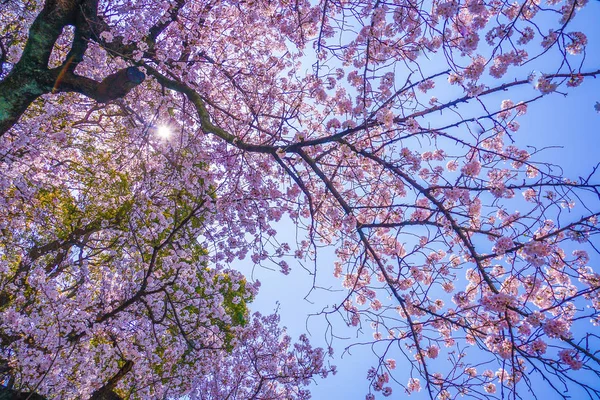 Sakura Sky Full Bloom Fine Weather — Stock Photo, Image