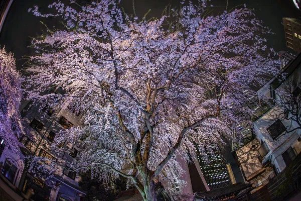 Skyscrapers Shinjuku Write Cherry — стокове фото