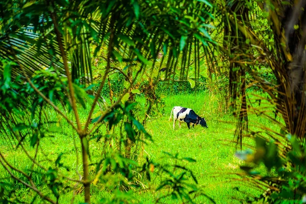 Cattle Standing Sri Lanka Grassland — Stock Photo, Image