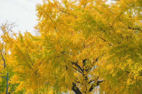 Yokohama Minato Mirai Ginkgo — Stock Photo, Image