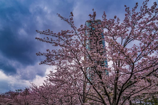 Cielo Roppongi Pieno Fiore Ciliegio Nuvoloso — Foto Stock