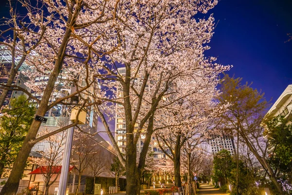 Akasaka Minato Kwiaty Wiśni Tokio Miasto — Zdjęcie stockowe